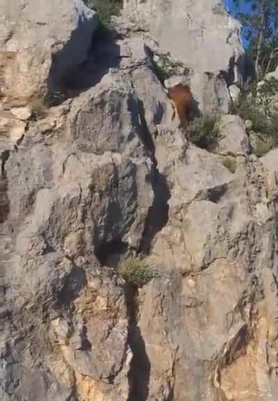 🔥 Grizzly climbing a cliff at an incredible speed 🔥