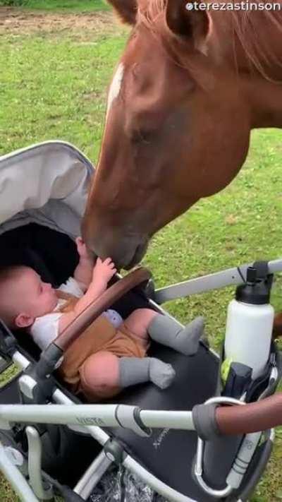 Baby boy meets horse for the first time