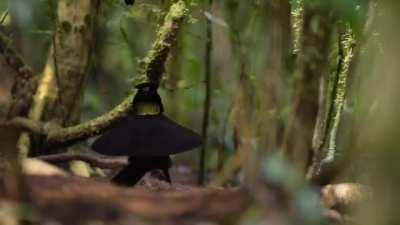 Mating dance of the western parotia. Talk about impressing a girl.