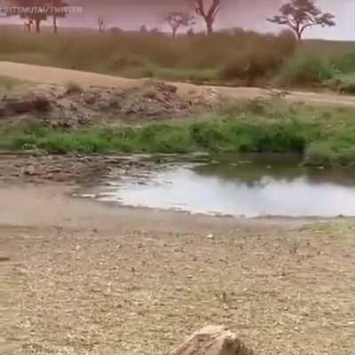 Thomson's gazelle tricked a lioness