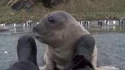 Seal almost eat videographer