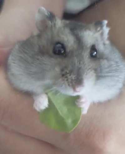 My baby loves his veggies 💕🥬