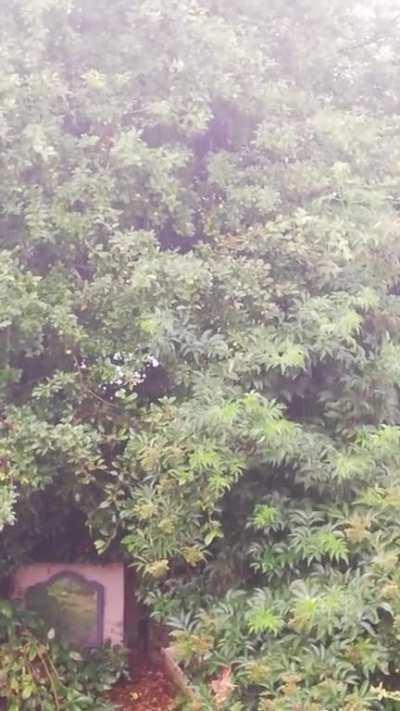 Afternoon shower, July 24th -- Ireland