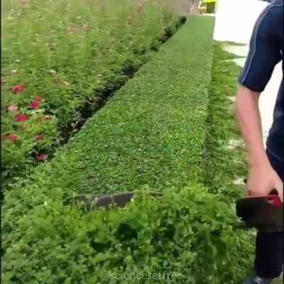 Pruning a hedge