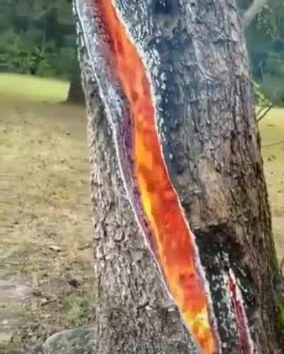 Tree after getting hit by lightning