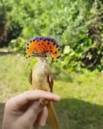 This royal flycatcher is a medium-sized bird with large heads and short tails like peacocks. This bird, like all their relatives, is specialized to catch insects mid-air using their long and broad bills. This bird has a homologous structure to a dinosaur,