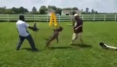 Pit bull attack dog trainer.