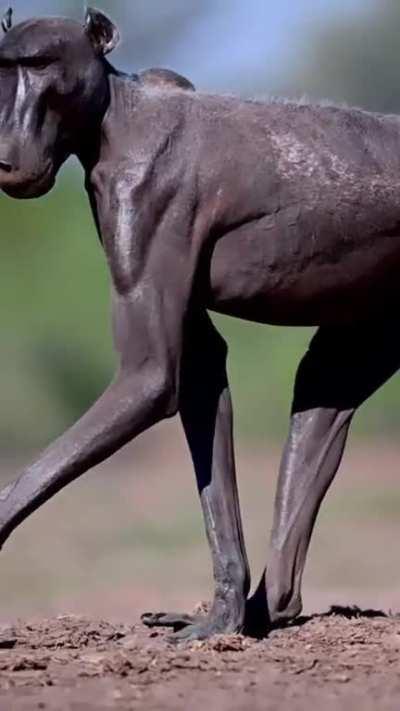 Male Baboon with alopecia (a disease that happens when the immune system attacks hair follicles and causes hair loss)