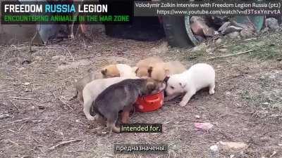 Animals of Ukraine encountered during the Zolkin interview with Legion Freedom Russia. He humorously describes the animals as 'biological weapons' and sets up an informal crowd-sourced pet adoption for a dog.