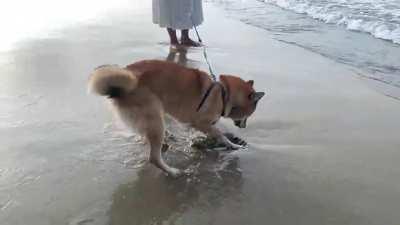 Indiana the shibe practicing his excavation skills while under pressure