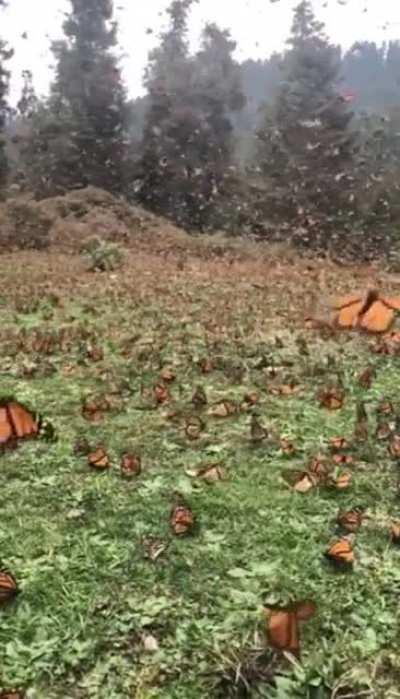 Monarch Butterfly Migration