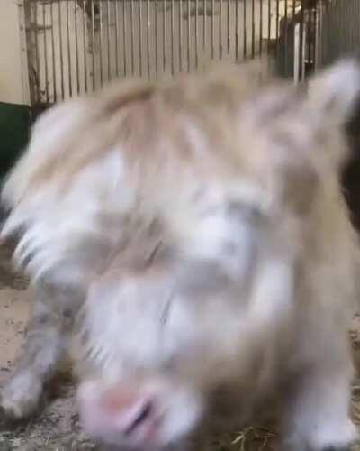 Fluffy cow is very happy to see their caretaker