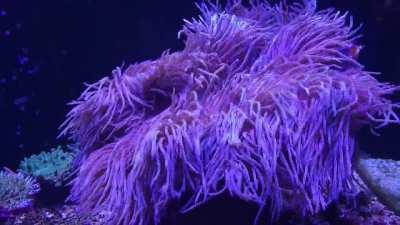 Elusive Clownfish dancing in Sea Anemone (From the 300 gallon Sps tank)