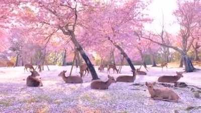 This Herd Of Deer Relaxing Under Cherry Blossom Trees In Japan