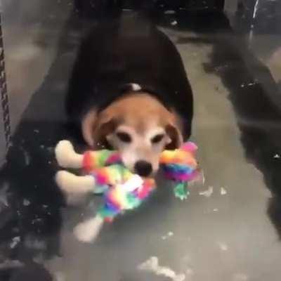 Rescue chonk keeps his toy together while exercising