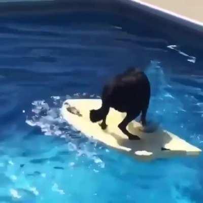 Dog doesn't wanna get wet, so he figures out another way to get his ball