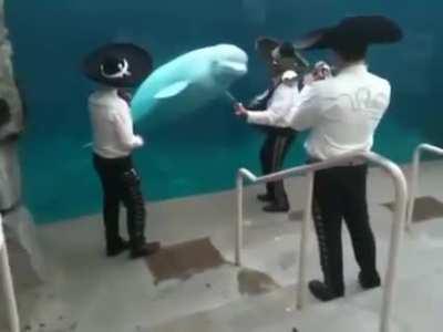 Unlike most cetaceans, Belugas can move their heads up and down and from side to side because their cervical vertebrae are not fused.