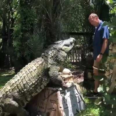 Despite being armored, Crocodiles are exceptionally sensitive to touch especially around the jaw, as a result petting/scratching feels great to them.