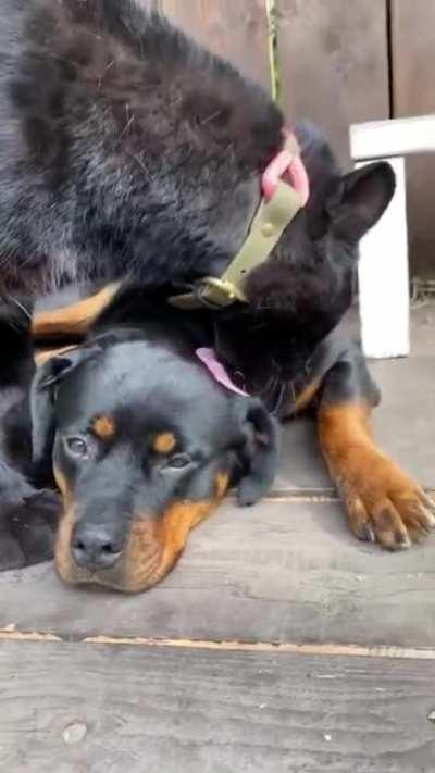 Panther Grows Up With A Human And Rottweiler