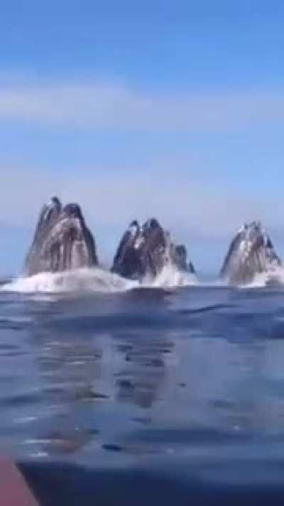 🔥 Being surprised by a group of whales is the best kind of surprise