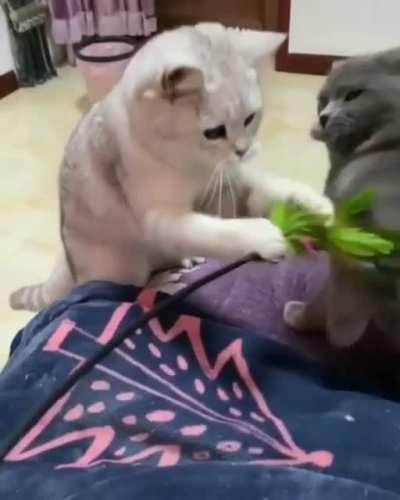 Cats punching