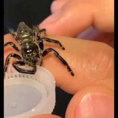 Spidey boi getting a sippy sip