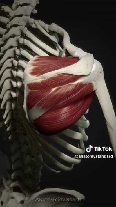 Shoulder muscles and bones moving 