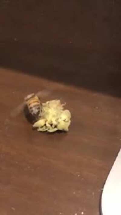 When a Bee finds a nugget of weed