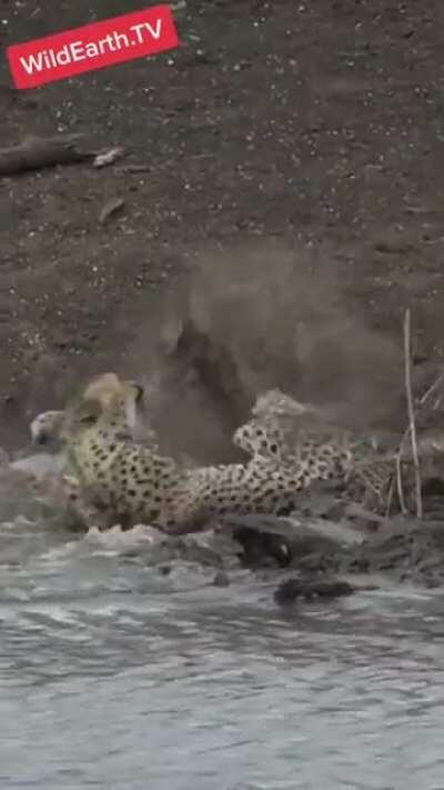 Crocodile catches a cheetah