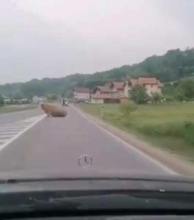 Hold on, a cow just fell out of the van