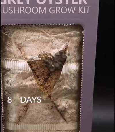 Mushroom growkit