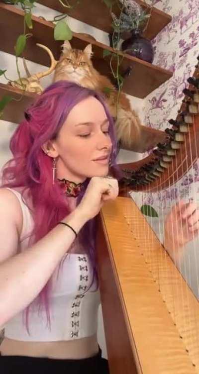 last time i decide to let my cat into one of my relaxing harp videos…