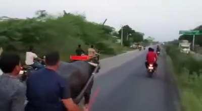 WCGW with making (an untethered) buffalo run while pulling a cart?