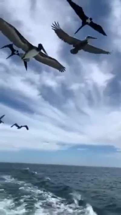 Guy was feeding the birds and then another hungry mouth came along.