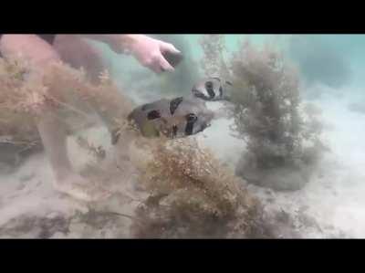 puffer fish patiently waits for his buddy to get freed by a fishing net from divers