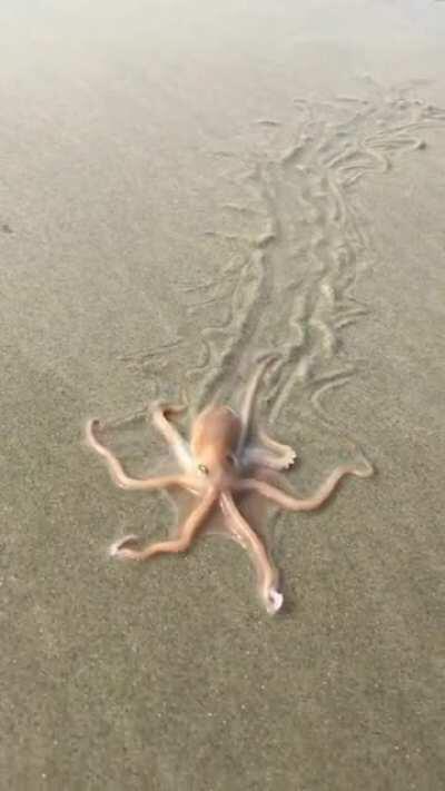 Octopus on the beach.