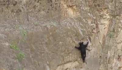 🔥 Bear climbing up a mountain