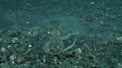 The incredible mimic octopus