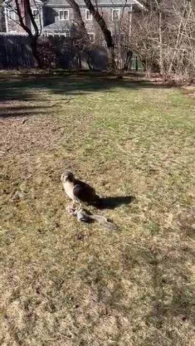 First thing I saw when I got out of the car. Once in a lifetime. HAWK WITH FRESH KILL!!!