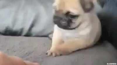 This baby pug.