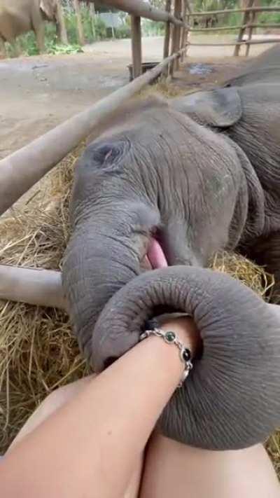 Baby elephant holding caretaker's hand