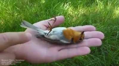 🔥Robin plays dead