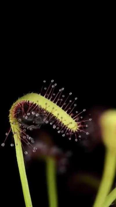 Drosera capensis caught a fly (Time-Lapse)