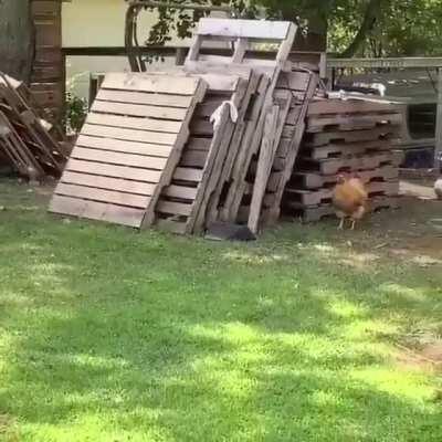 This pup's having a blast! I wonder how much fun the chicken's having though...