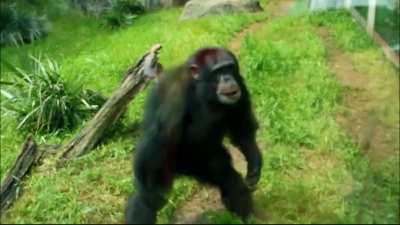 monkey together dance oo oo ah ah