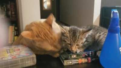 I was worried how my older male cat would react to the new female kitten. This is their first night together: