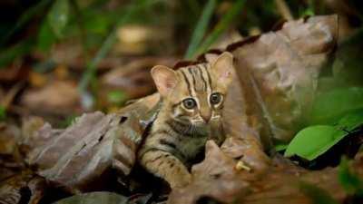 🔥 Smallest Cat In The World 🔥