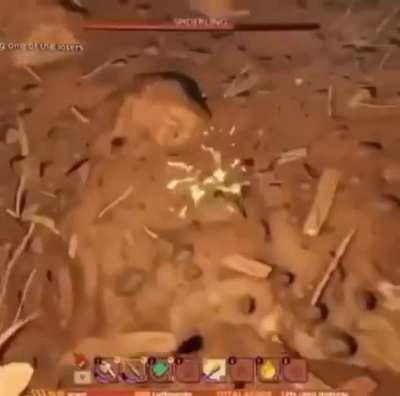 Spider