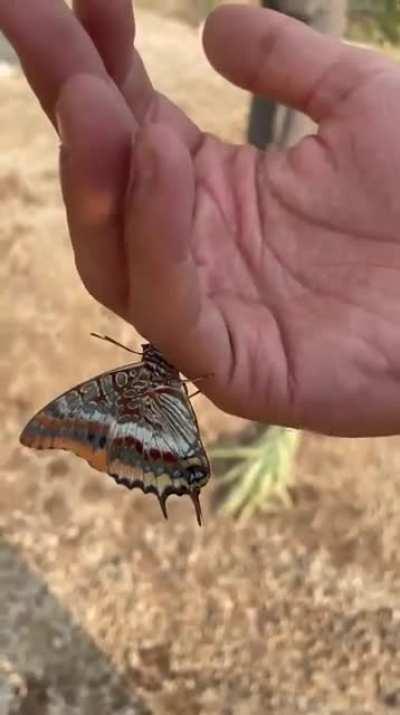 After the forest fires in Turkey, a butterfly drinking water from fireman's hand