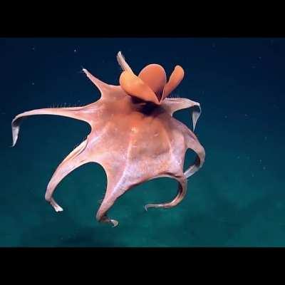 Octopus Transforms Into Giant Ball